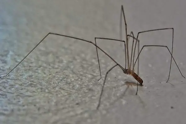 Papá piernas largas en la pared