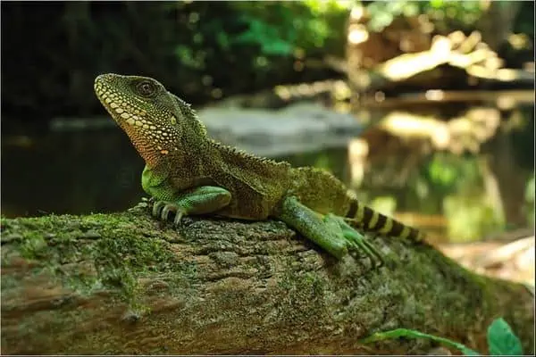 Dragón de agua chino en un baúl