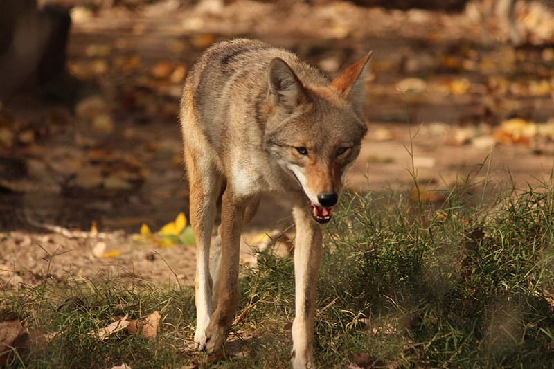 12 Adaptaciones De Coyote Interesantes Y únicas