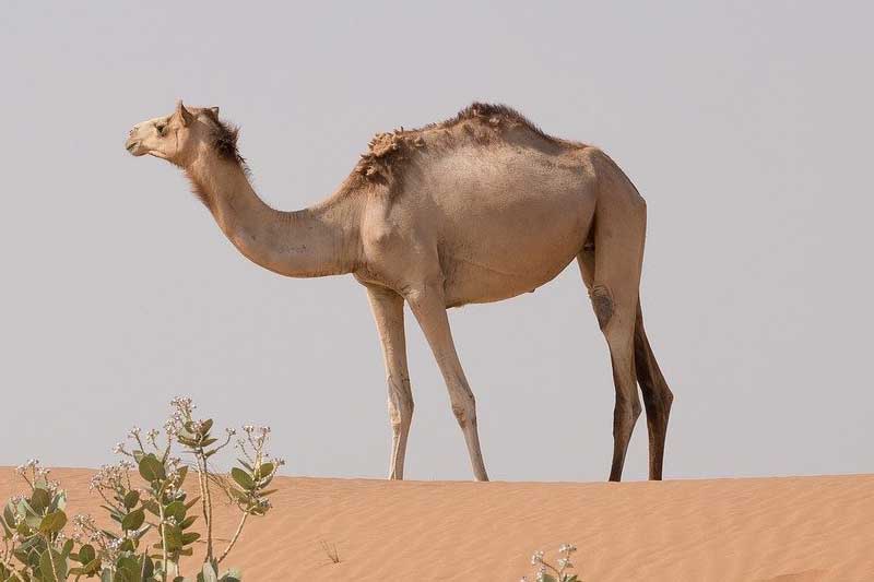 12 Ejemplos De Adaptaciones De Camellos