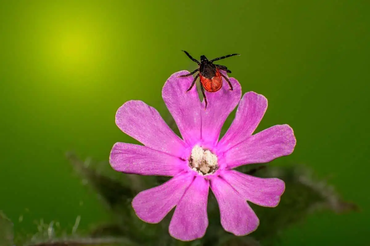 Garrapata de patas negras en flor