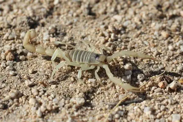 Escorpión peludo gigante del desierto