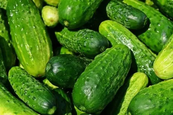 Pepino