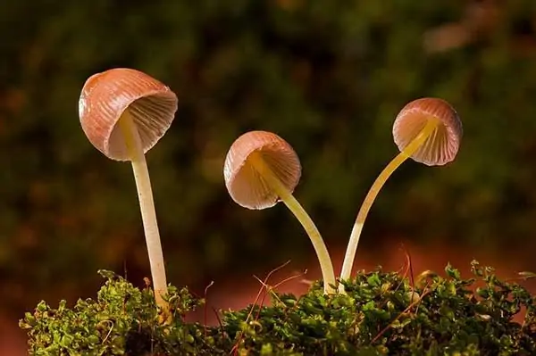 hongos