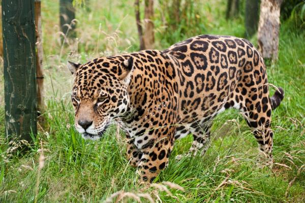 ¿Dónde viven los jaguares en el mundo? - Hábitat del jaguar