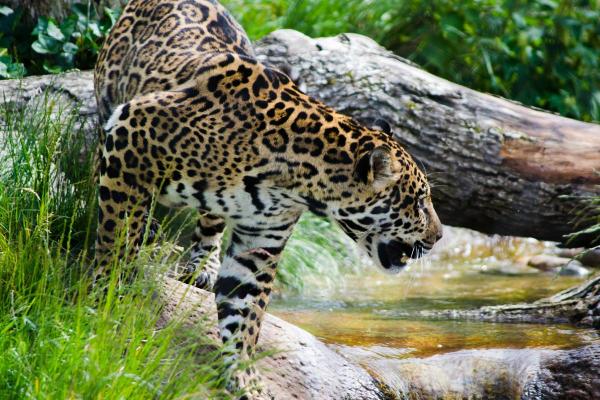 ¿Dónde viven los jaguares en el mundo? - ¿Cómo sobreviven los jaguares en sus hábitats naturales?