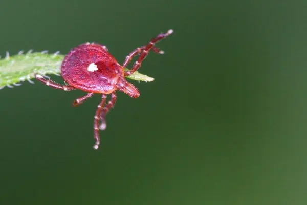 Garrapata estrella solitaria