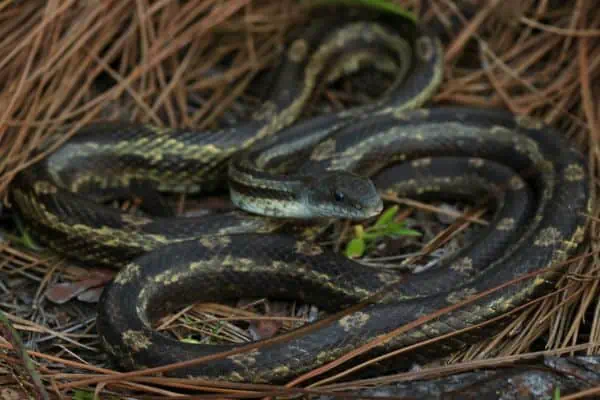 Serpiente rata gris
