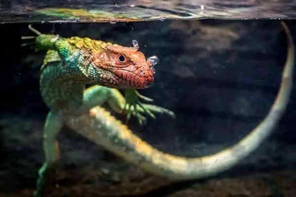 lagarto caimán