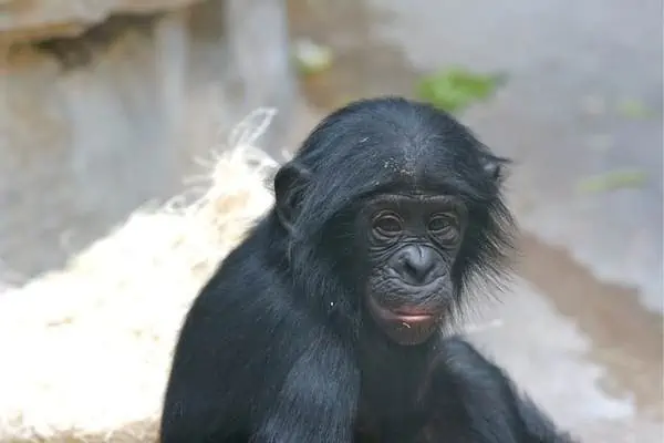 Bonobo sentado sobre una roca