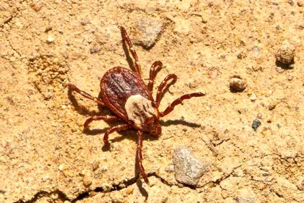 Garrapata de la costa del Pacífico en el suelo