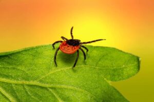 6 Garrapatas en California Que Debes Conocer (imágenes)