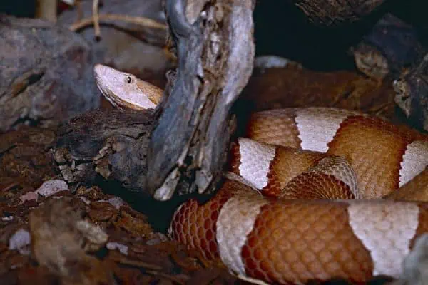 Cabeza de cobre de banda ancha
