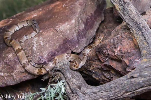 Serpiente lira de Texas