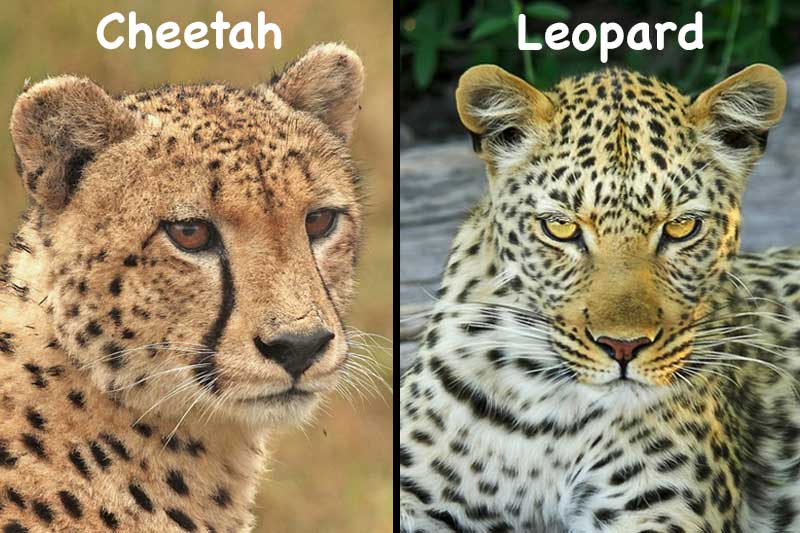 Leopardos Vs. Guepardos (8 Formas en Que Son Diferentes)