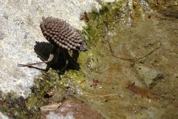 Insecto acuático gigante con huevos en la espalda