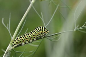 ¿es Una Oruga Un Insecto? (contestada)