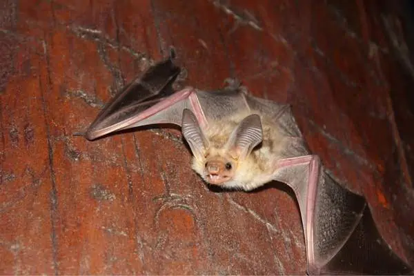 Murciélago pálido capturado