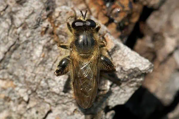 mosca del caballo