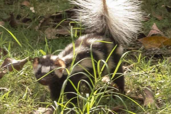 Zorrillo manchado del sur en pastizales