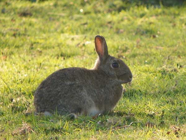 Conejo europeo