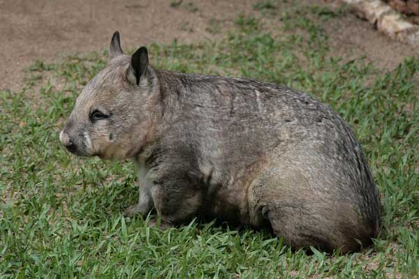 wombat