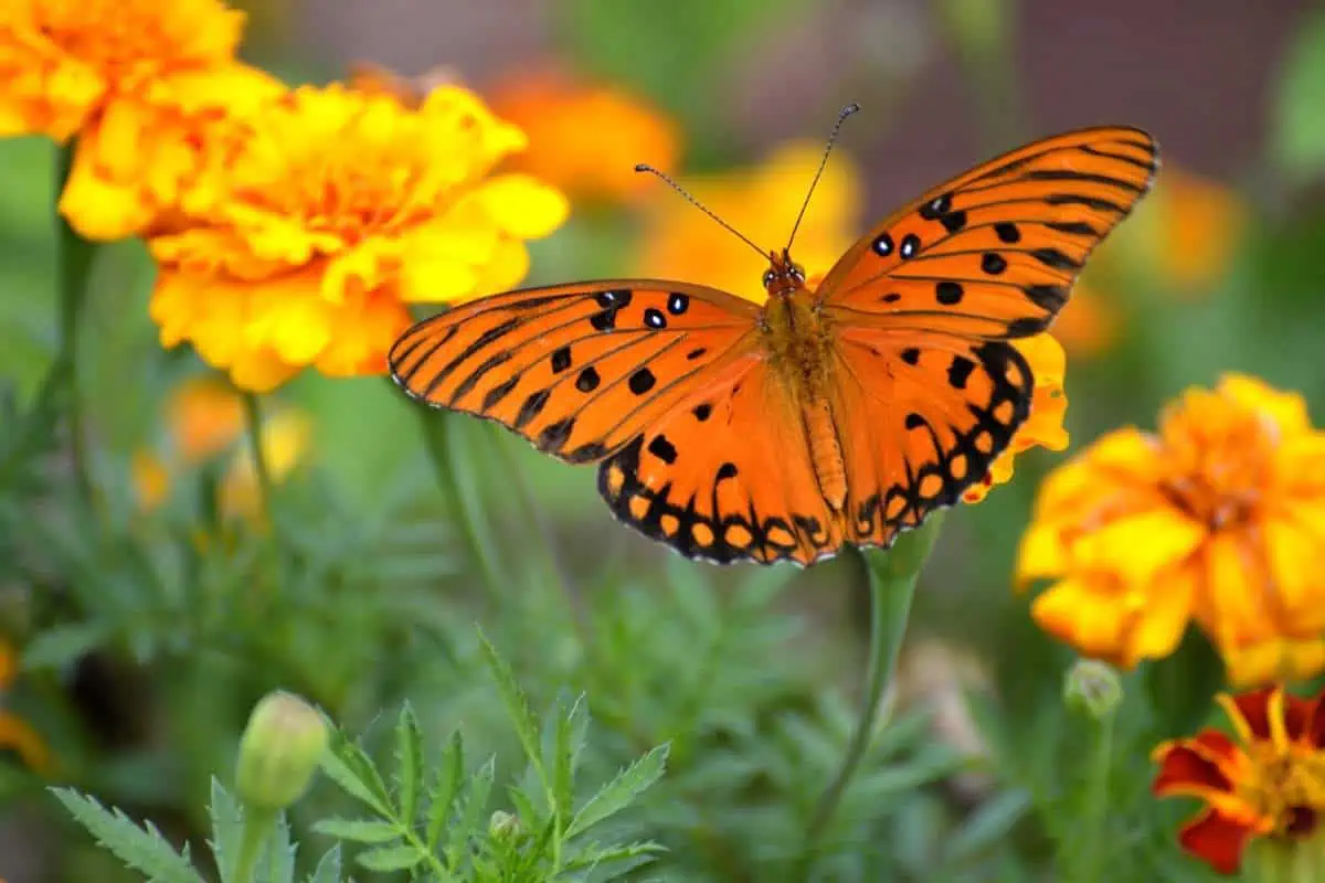 Speyeria del Golfo en flores