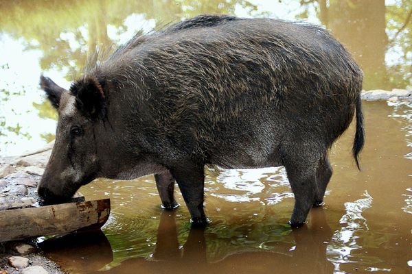 Cerdo salvaje en humedales