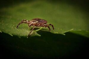 5 Tipos De Garrapatas en Virginia Occidental (imágenes)