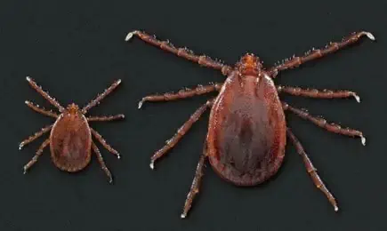 garrapatas de cuernos largos