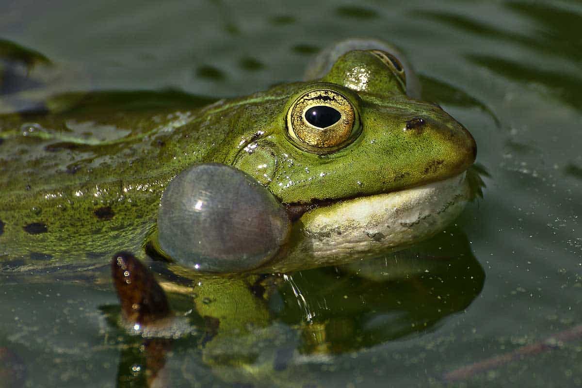 ¿Por Qué Las Ranas Croan Por La Noche? (Contestada) ¿por Qué Las Ranas Croan Por La Noche? (contestada)