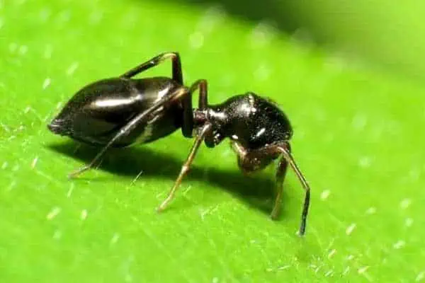 Araña imitadora de hormigas