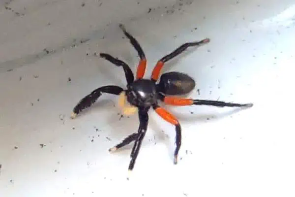 Euophrys monadnock