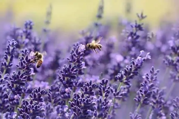 Abejas