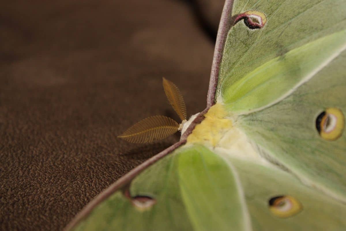 Polilla luna en marrón