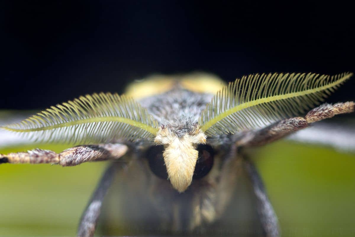 Polilla luna de cerca