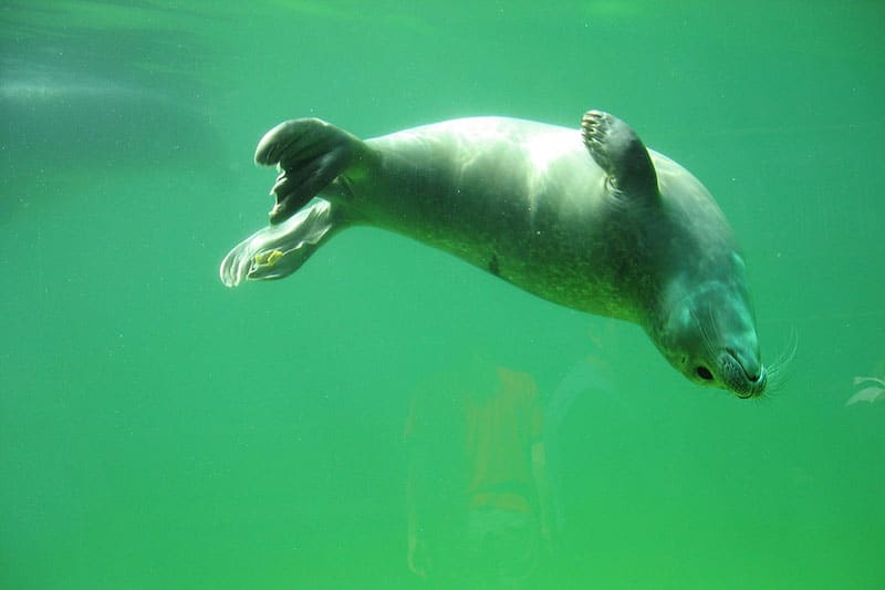 ¿cuánto Tiempo Pueden Las Focas Contener La Respiración?