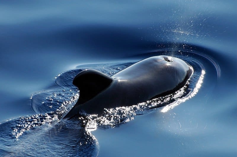 ¿cuánto Tiempo Pueden Contener La Respiración Las Ballenas?