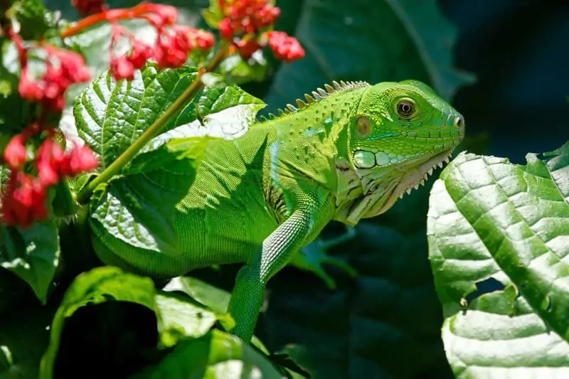 iguana verde juvenil