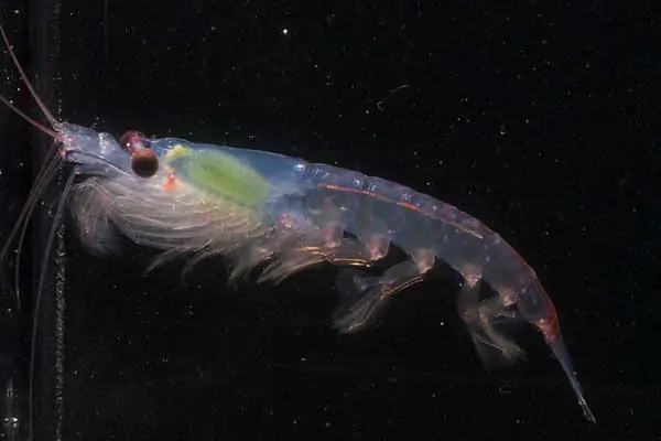 Krill antártico visto de cerca mostrando su transparencia