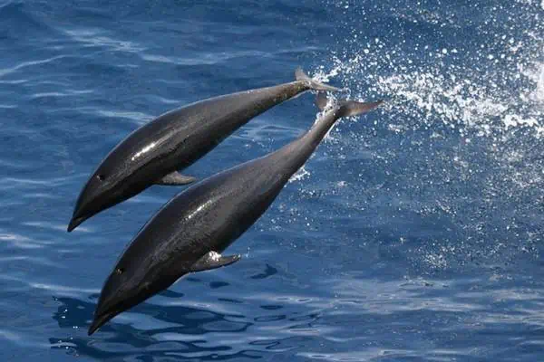 Delfines ballena franca norteña saltando