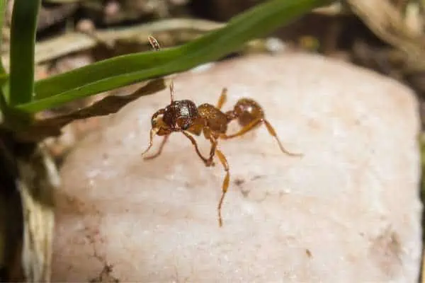 Myrmica rubra sobre una roca