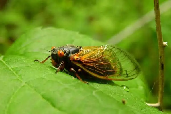 Cigarras periódicas de Cassini en una hoja