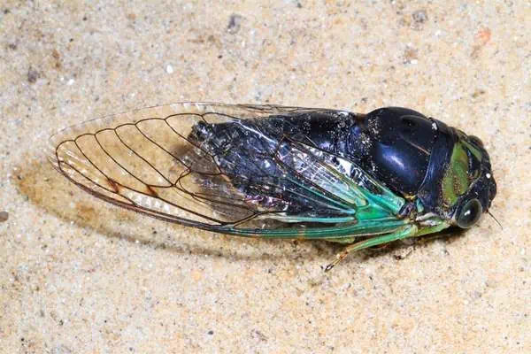 Cigarra de pantano en el suelo