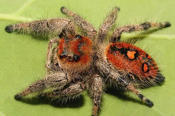 Araña saltadora real
