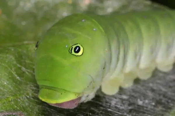 Oruga cola de golondrina tigre