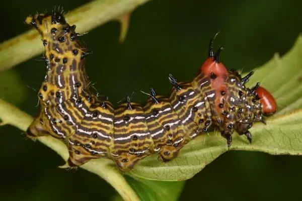 oruga de joroba roja