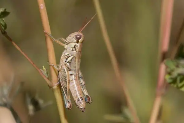 saltamontes de pasto