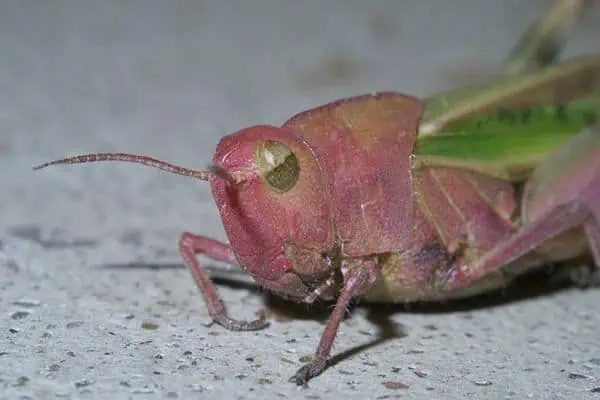 Saltamontes rayados verdes del norte