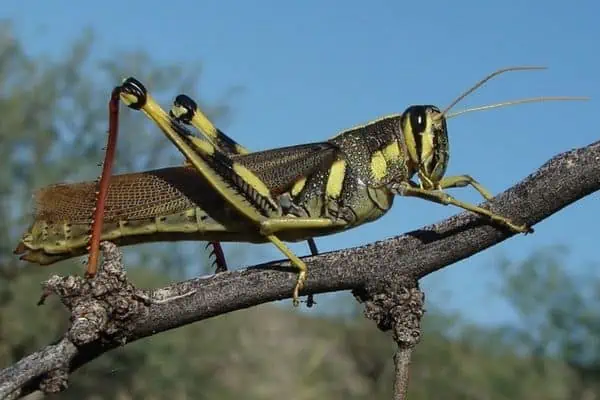 Saltamontes pájaro rayado en blanco